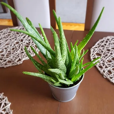Apartament Janowskie Blonia רומיה